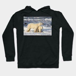 Standing Guard Over Her Cub, Churchill, Canada Hoodie